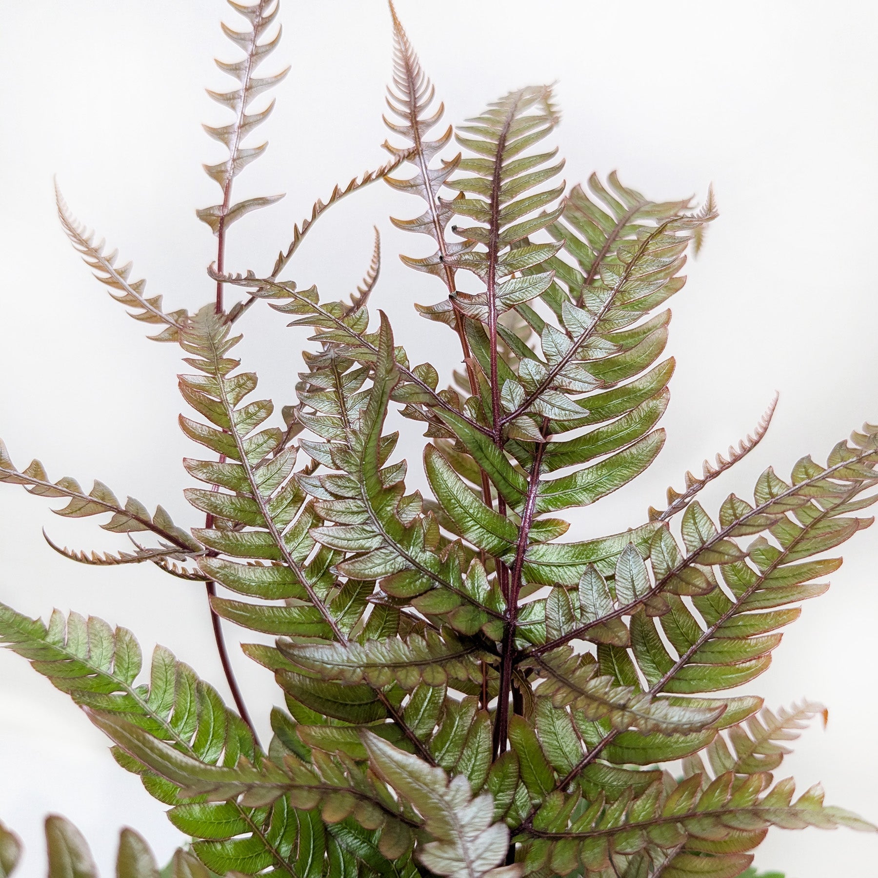 Fern &