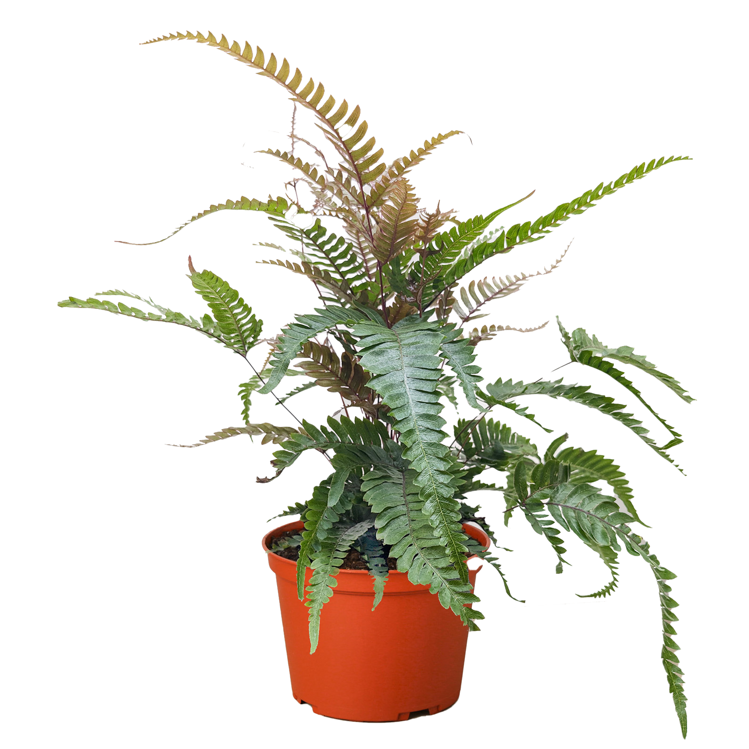 Fern &