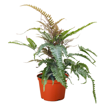 Fern &