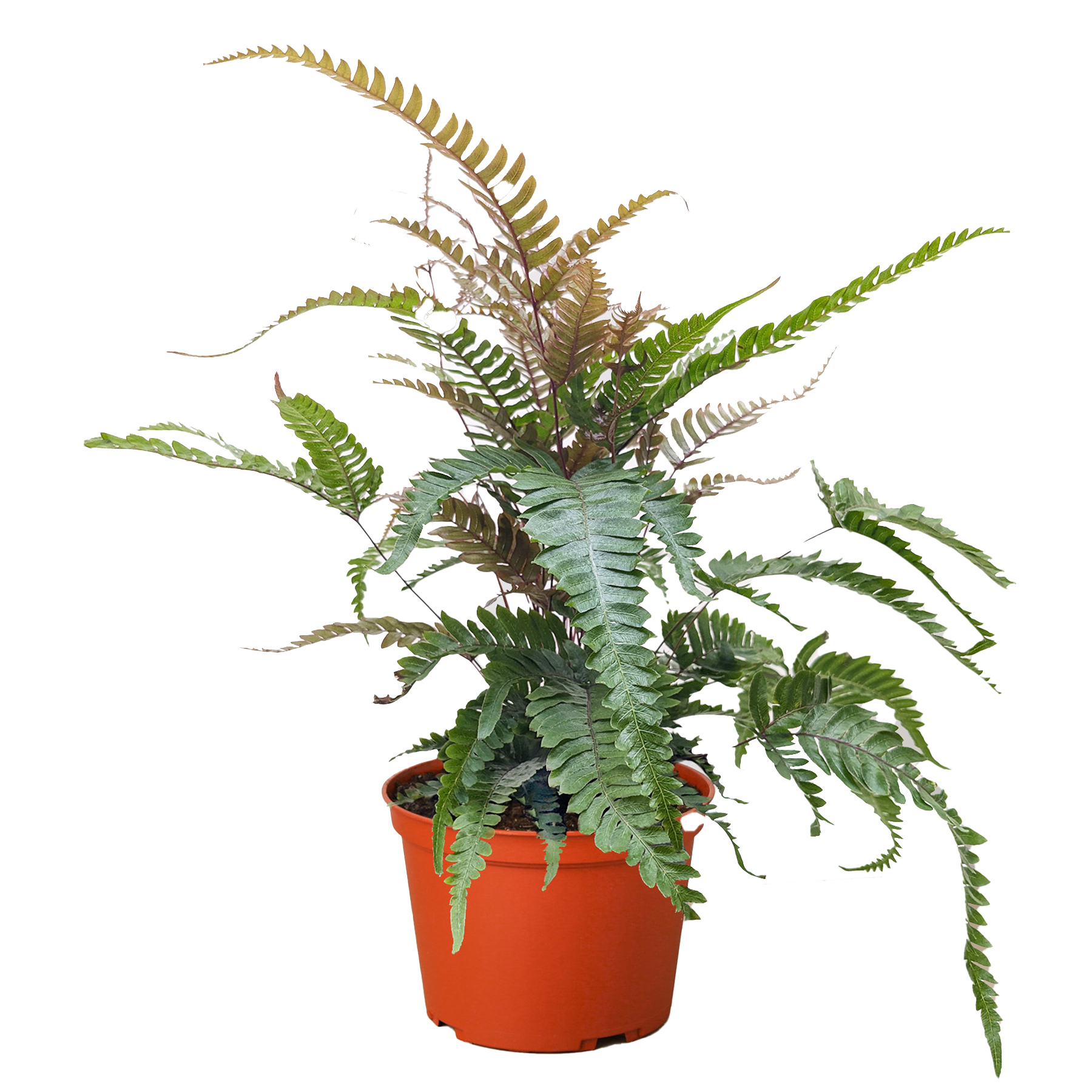 Fern &