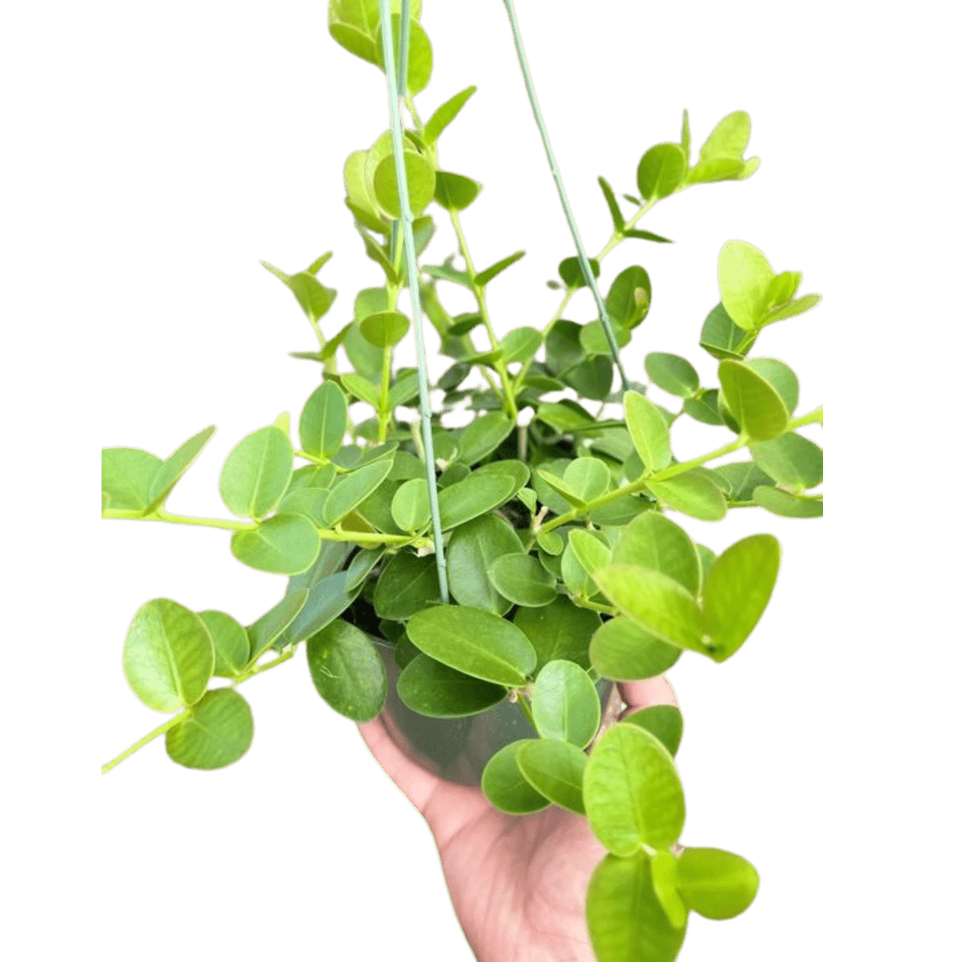 Hoya Cumingiana - Ethereal Company-4&quot; Plant