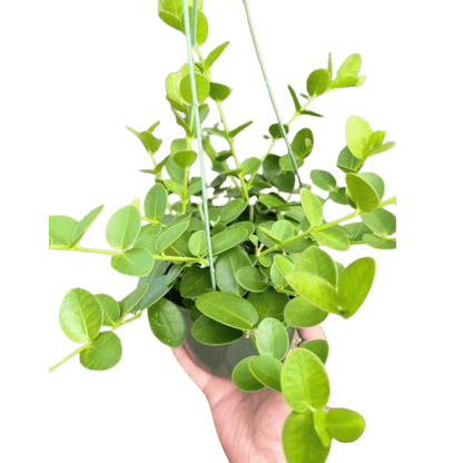 Hoya Cumingiana - Ethereal Company-4&quot; Plant