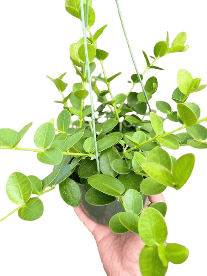 Hoya Cumingiana - Ethereal Company-4&quot; Plant