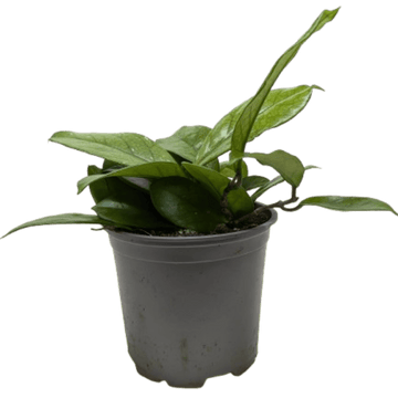 Hoya Fungii - Ethereal Company-4&quot; Plant