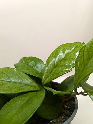 Hoya Fungii - Ethereal Company-4&quot; Plant