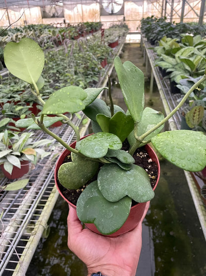 Hoya Sweetheart - Ethereal Company-4&quot; Plant