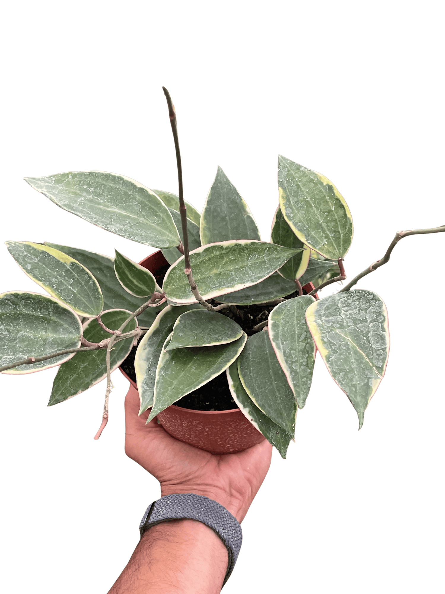 Hoya Macrophylla Variegated - Ethereal Company-4&quot; Plant
