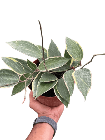 Hoya Macrophylla Variegated - Ethereal Company-4&quot; Plant