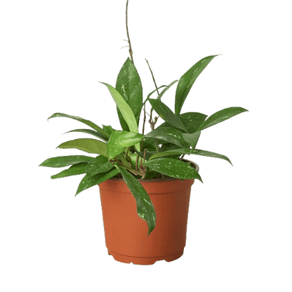 Hoya &