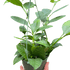 Hoya &