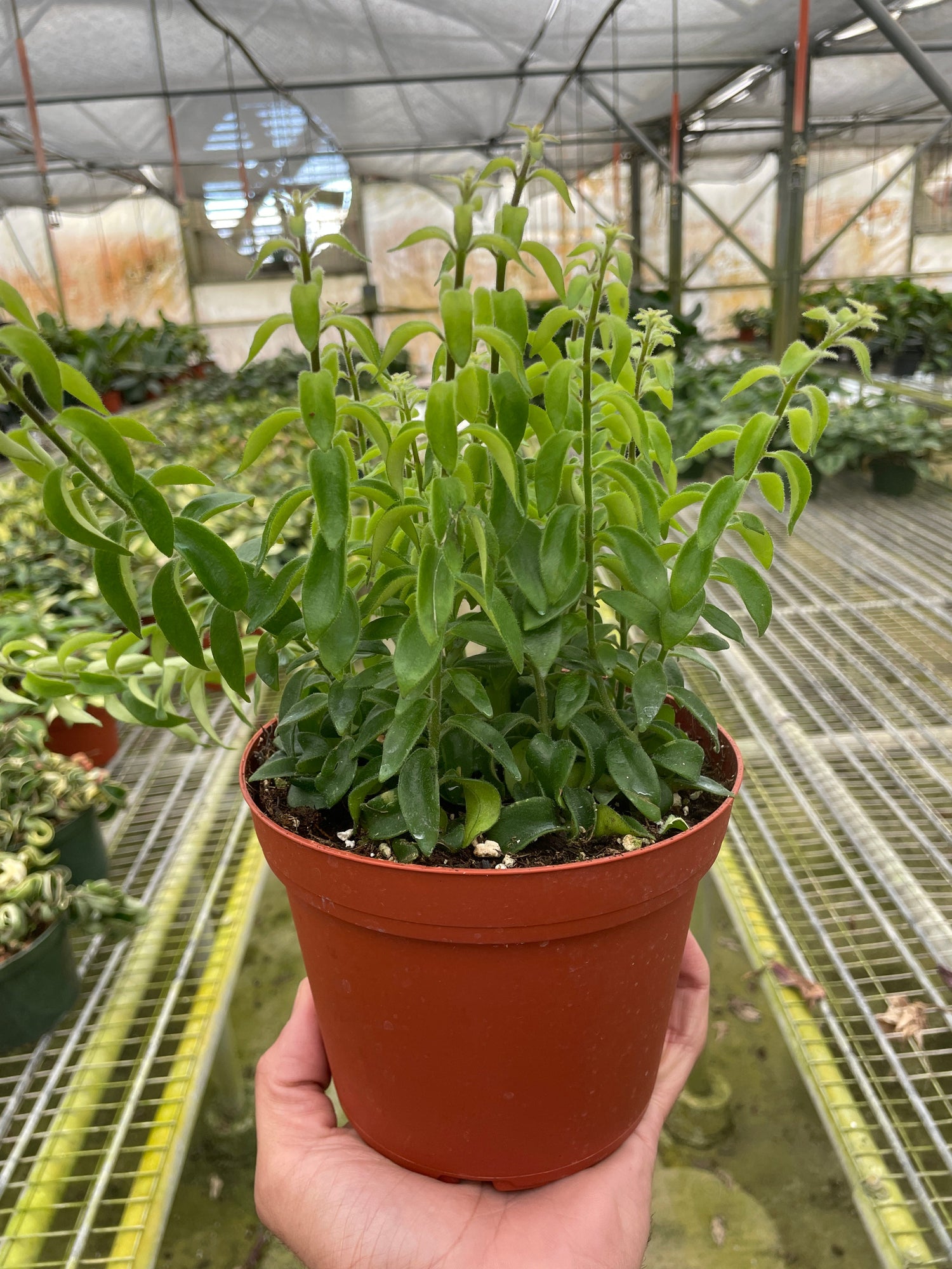 Curly Lipstick Plant - Ethereal Company-Indoor Plants
