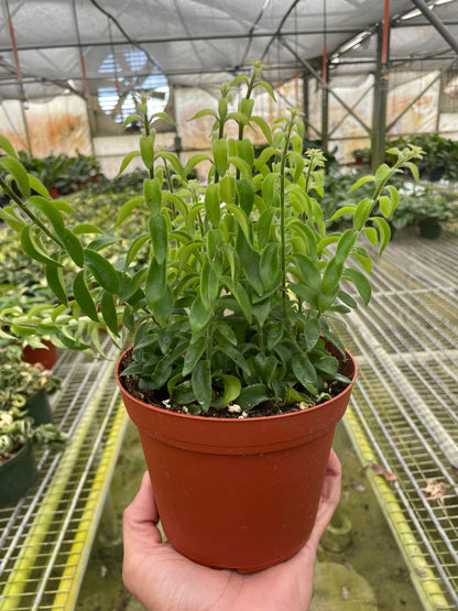 Curly Lipstick Plant - Ethereal Company-Indoor Plants