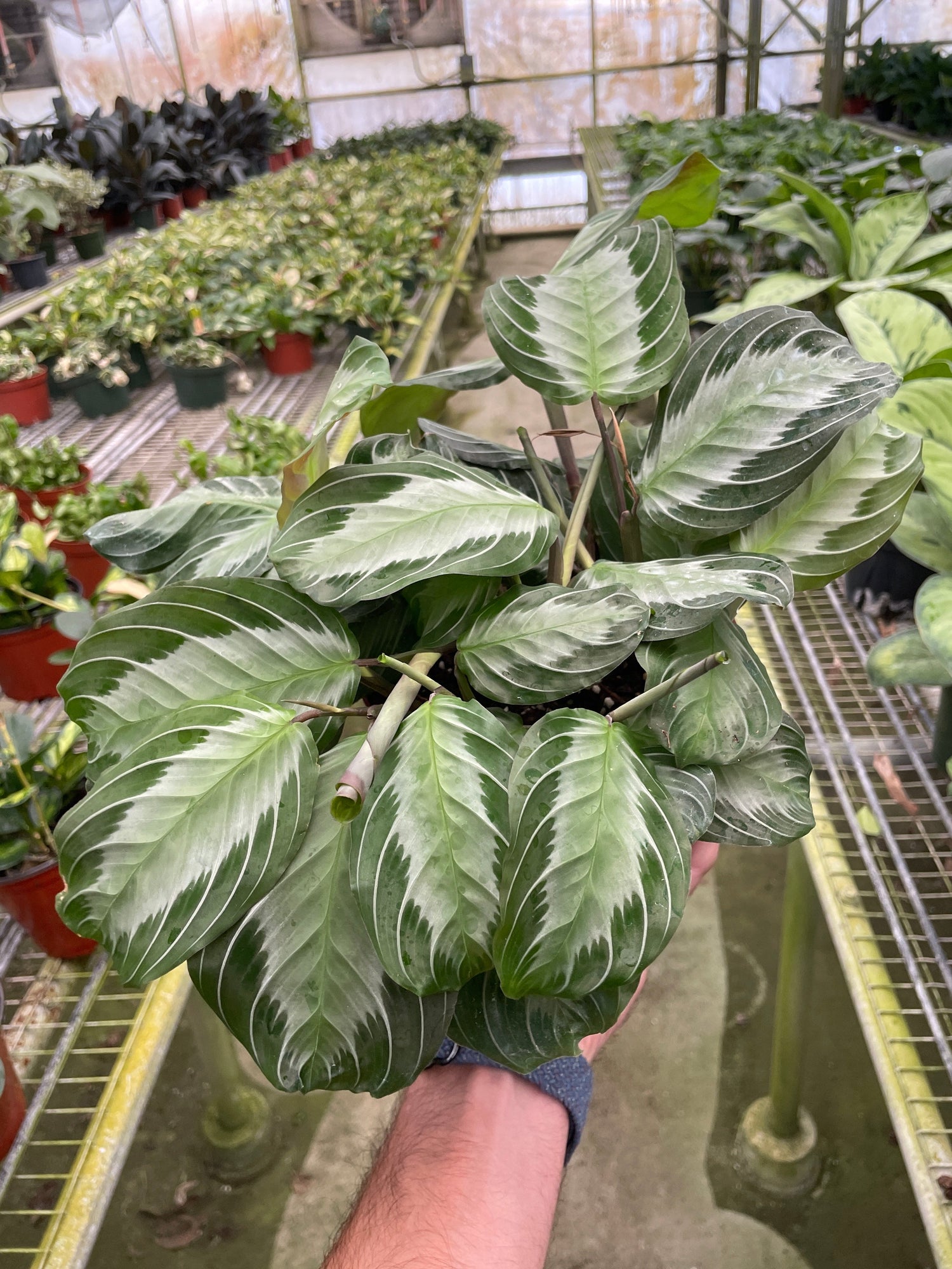 Maranta &