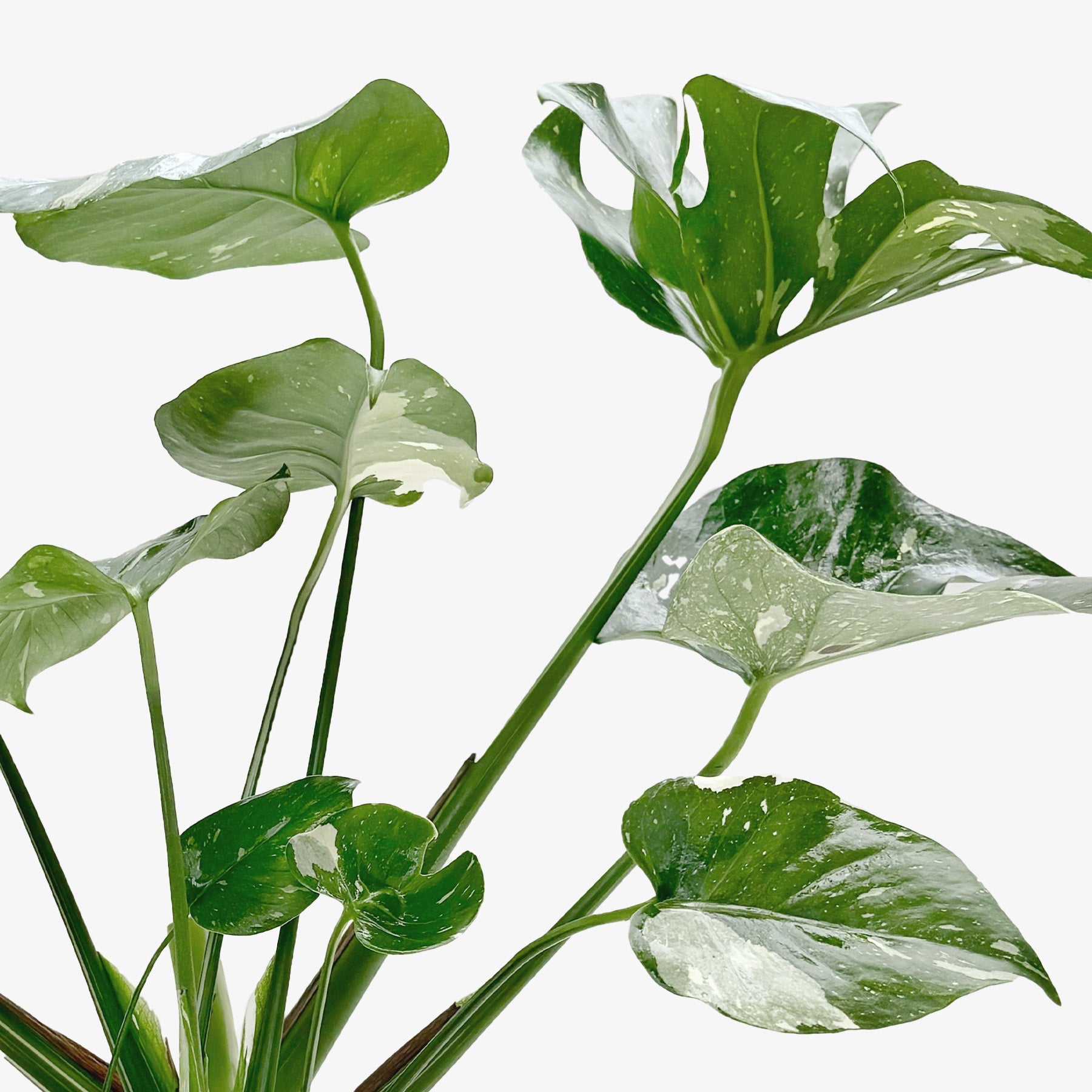 Monstera &
