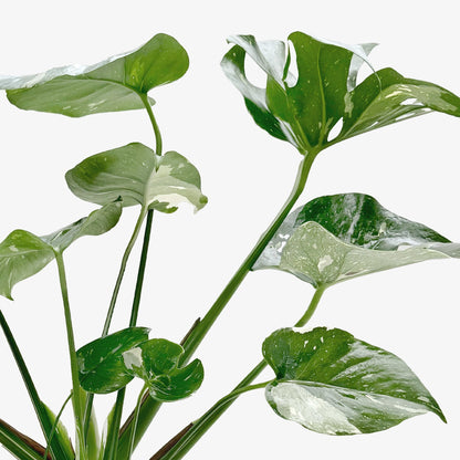 Monstera &