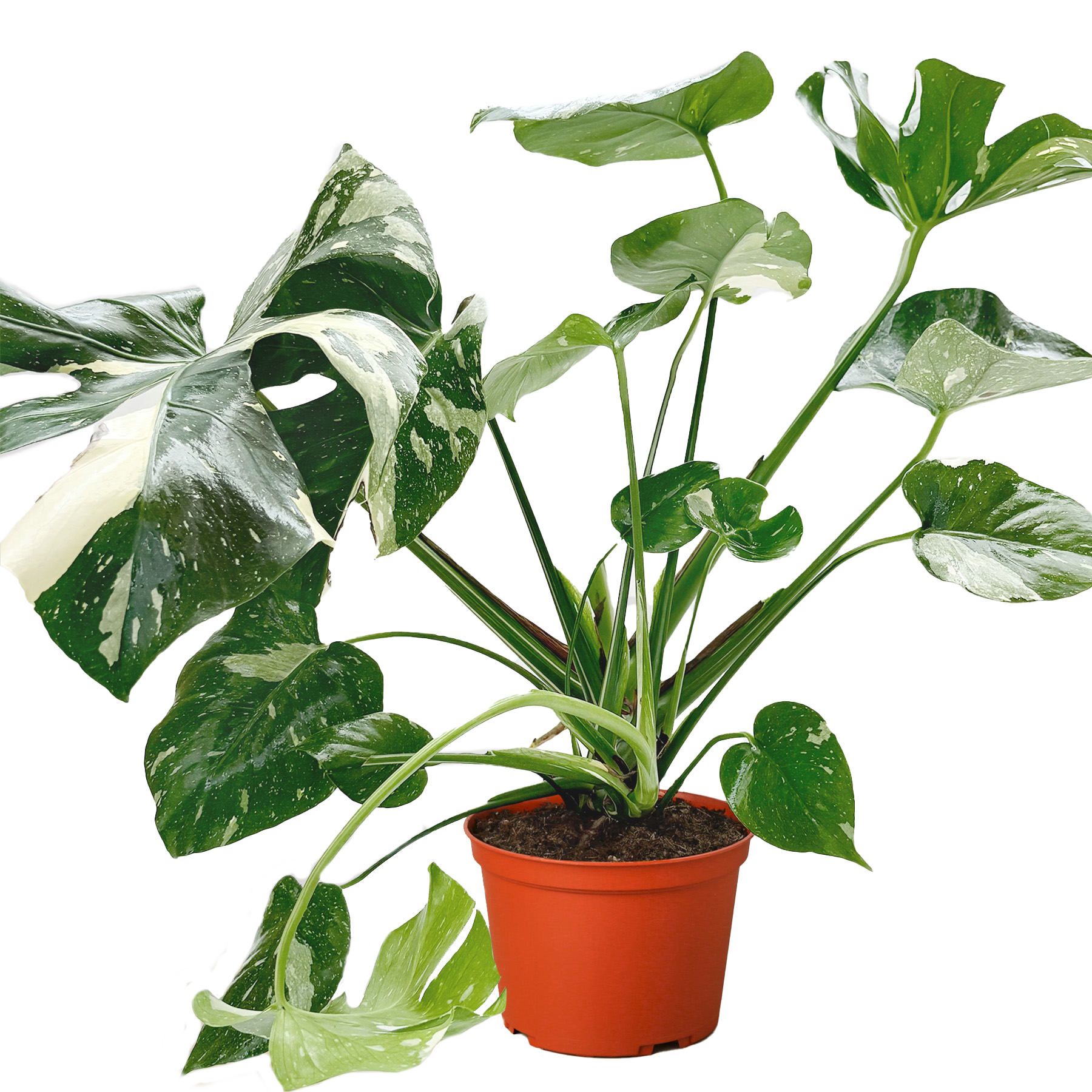 Monstera &