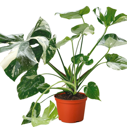 Monstera &
