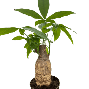 Money Tree &