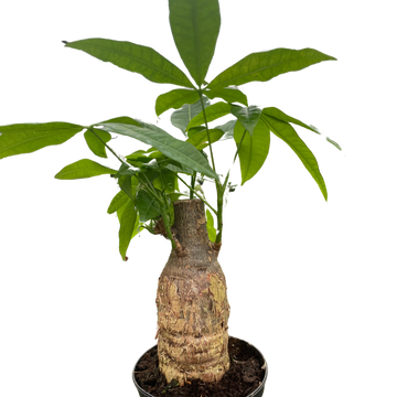 Money Tree &