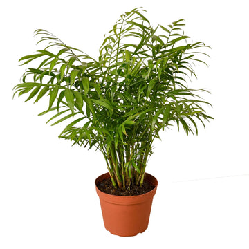 Parlor Palm - Ethereal Company-Indoor Plants