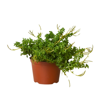 Peperomia &