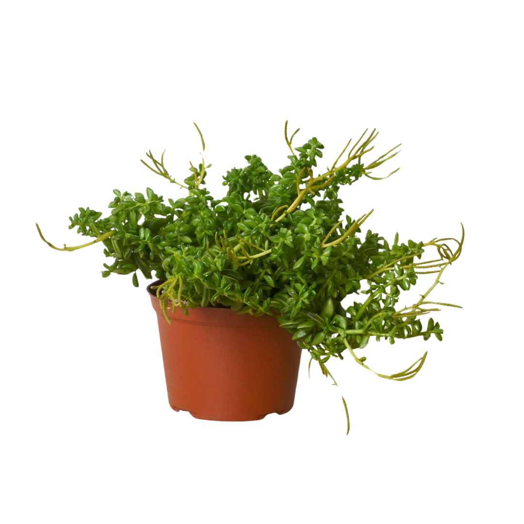 Peperomia &