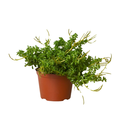 Peperomia &
