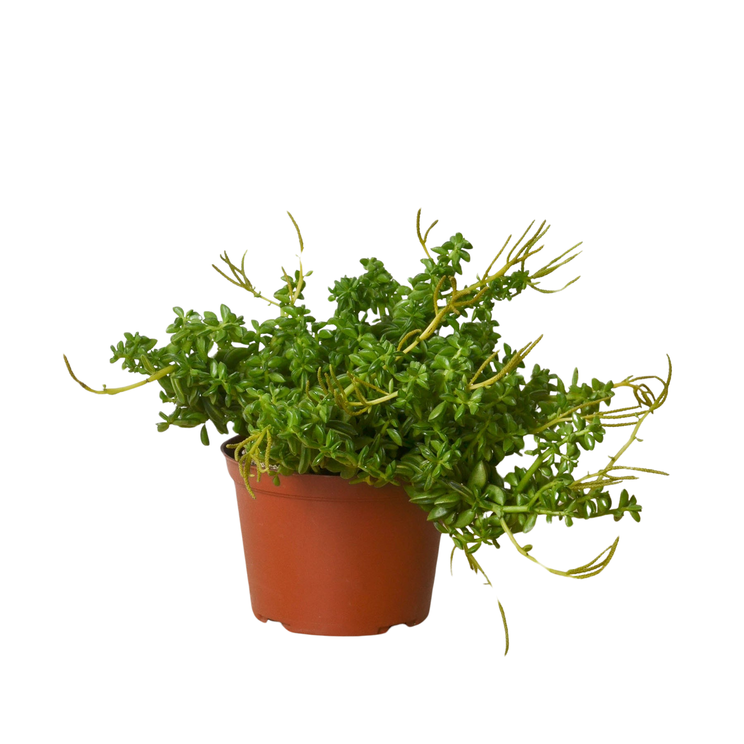 Peperomia &