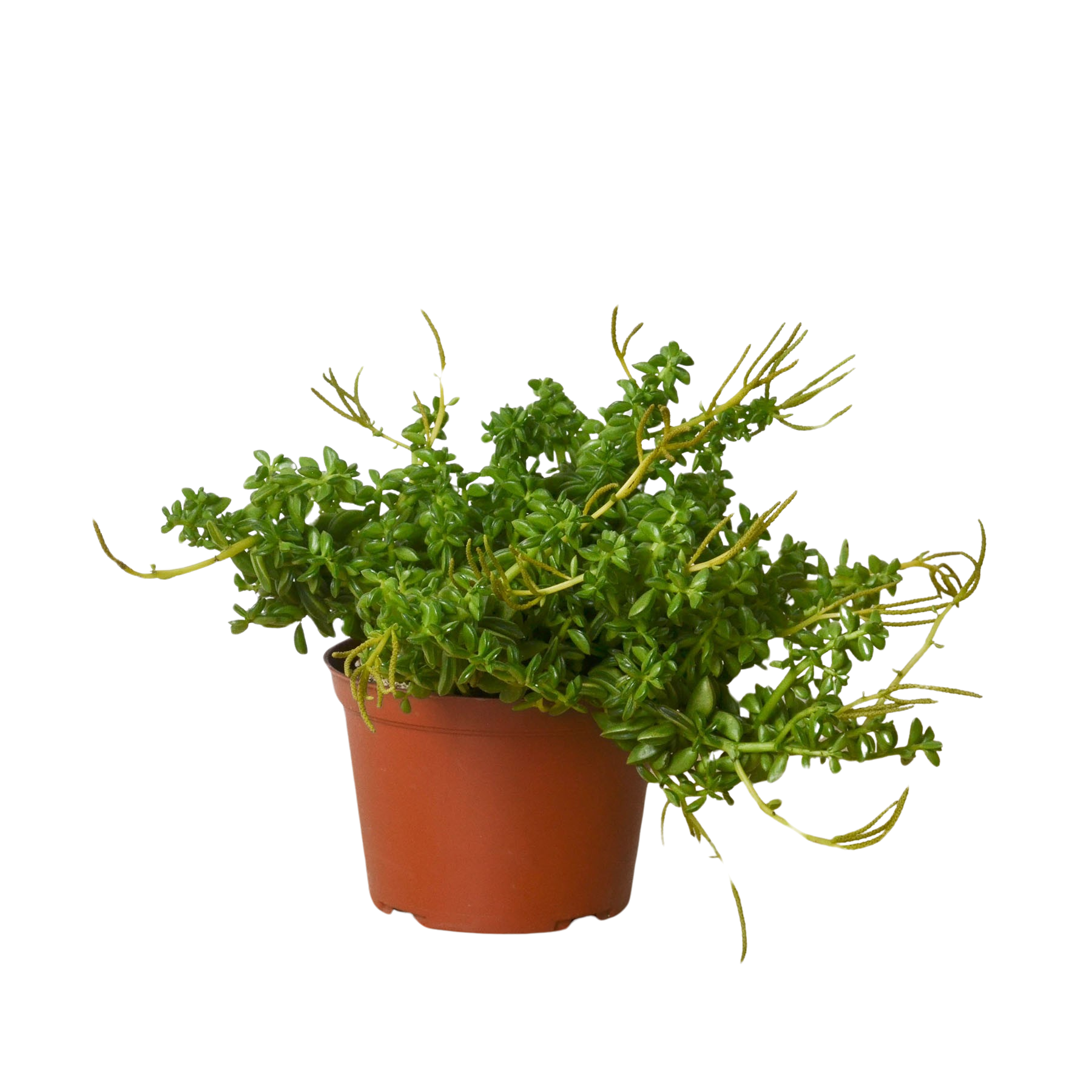 Peperomia &