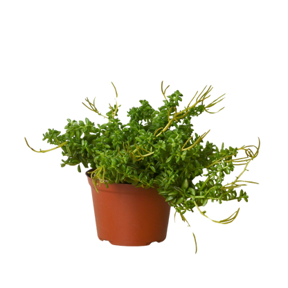 Peperomia &