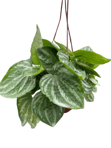 Peperomia Ecuador - Ethereal Company-Indoor Plants