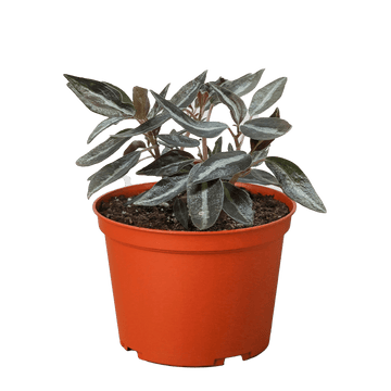 Peperomia &