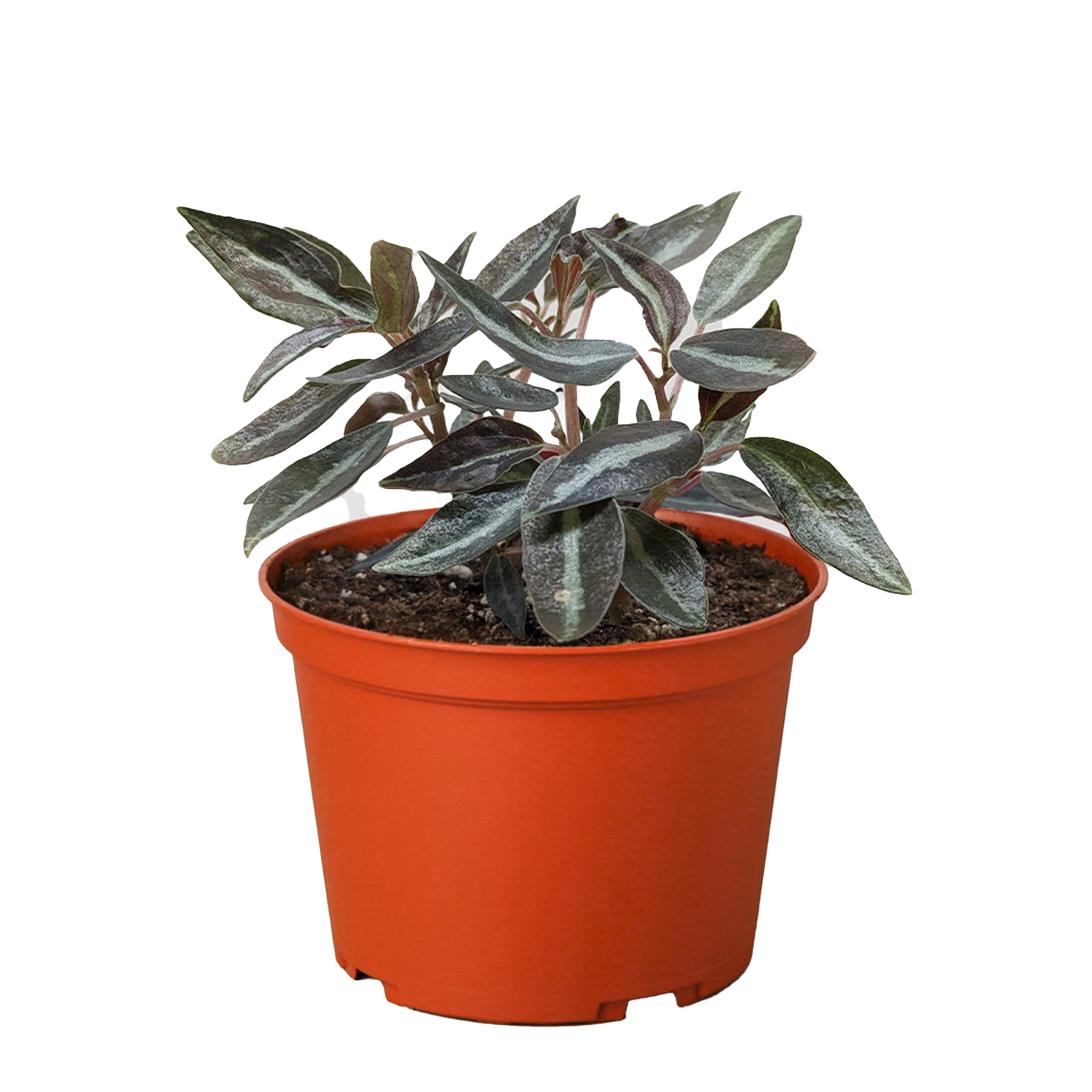 Peperomia &