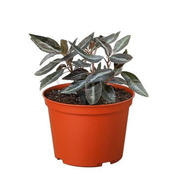 Peperomia &