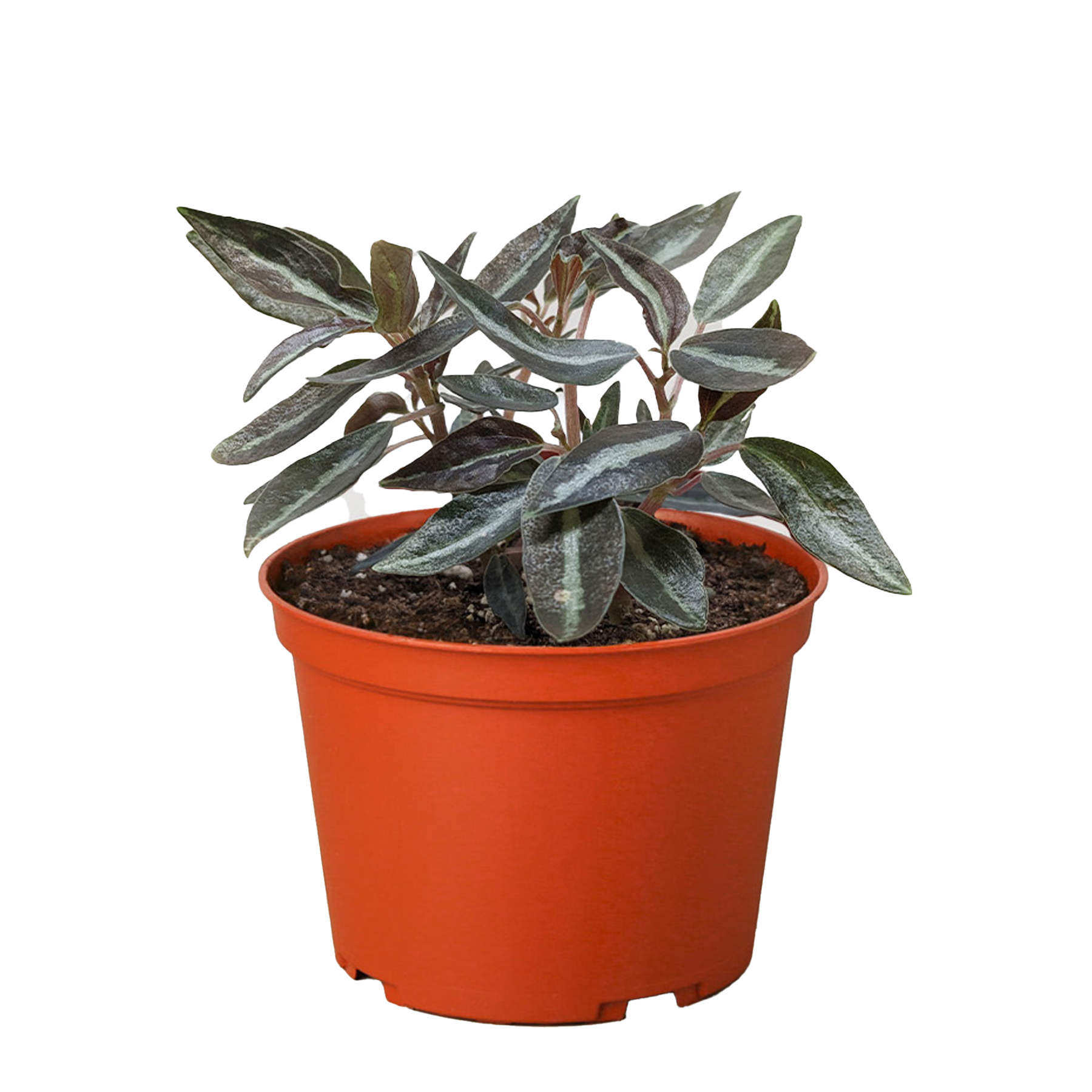 Peperomia &