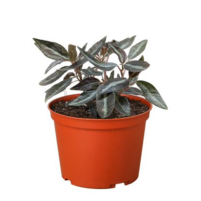 Peperomia &