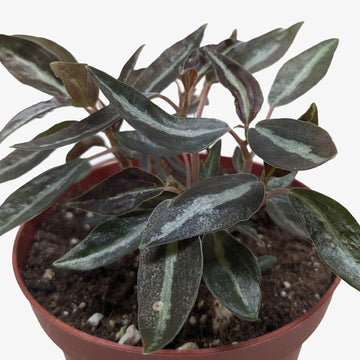 Peperomia &