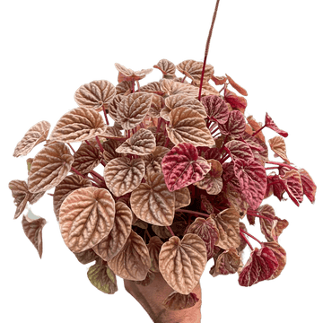 Peperomia &