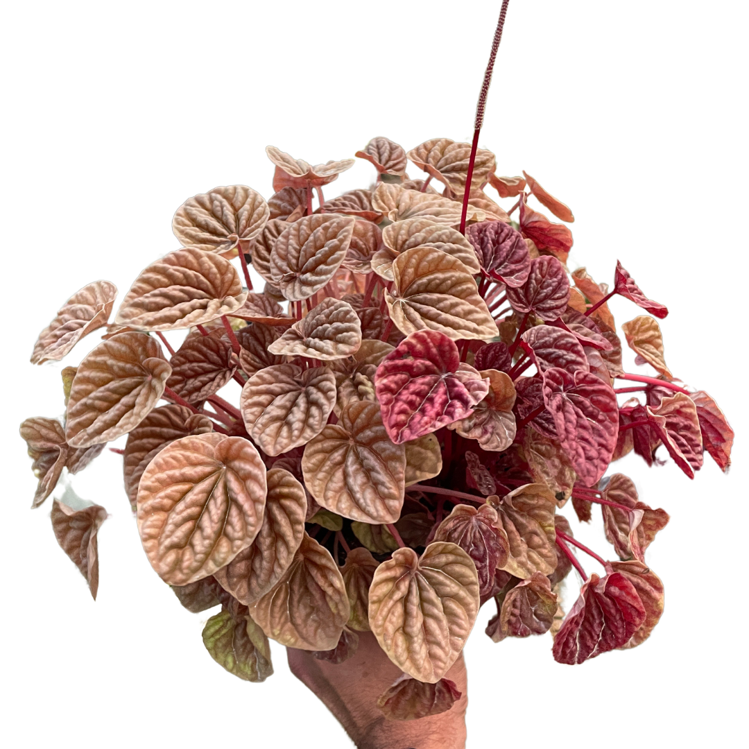Peperomia &