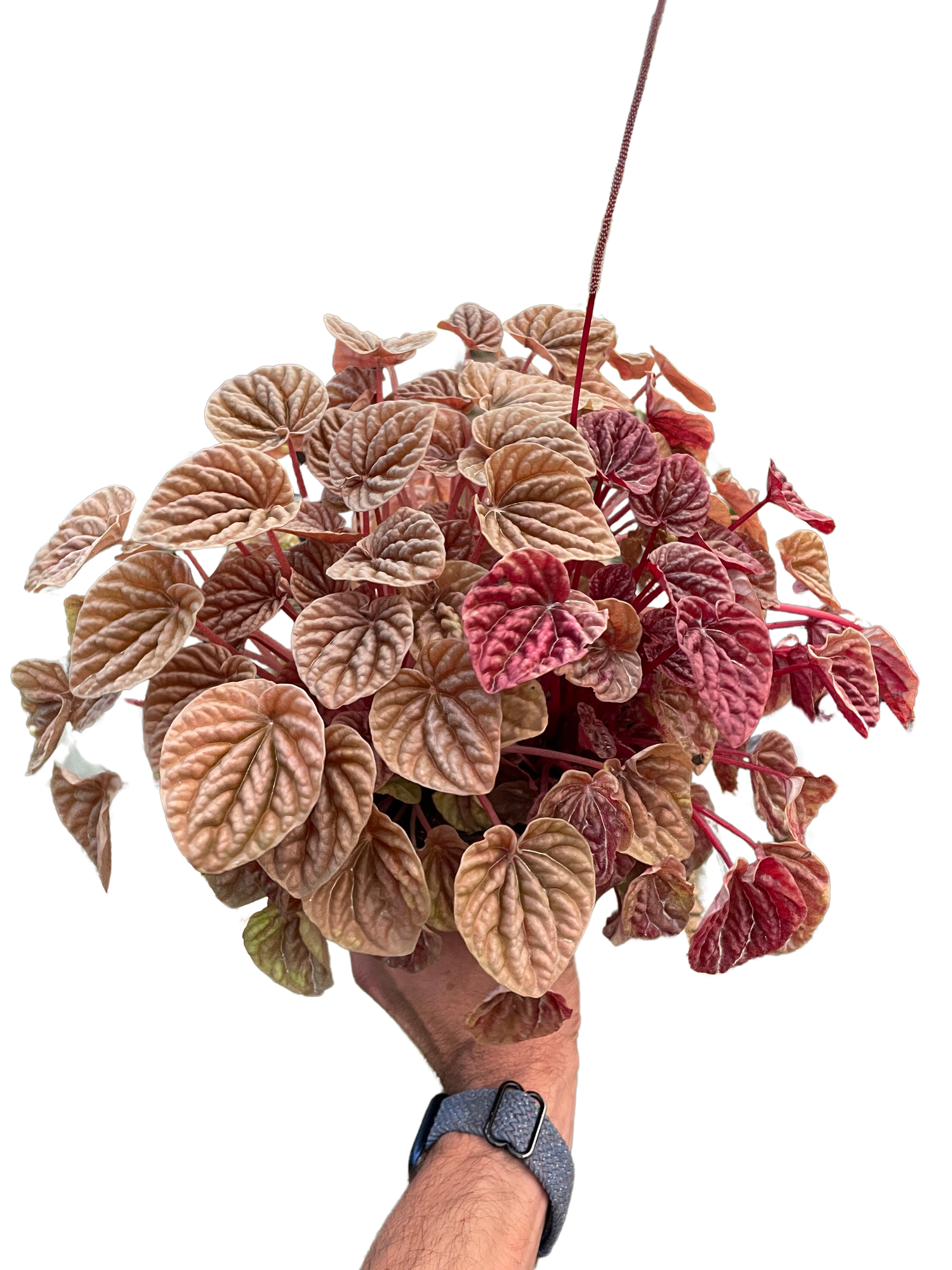 Peperomia &