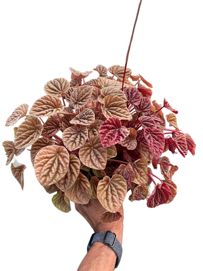 Peperomia &