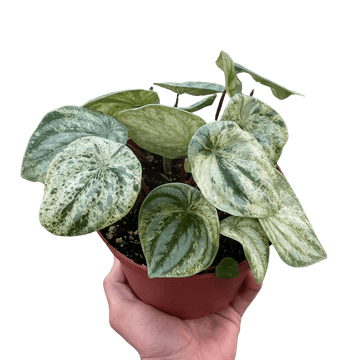 Peperomia &