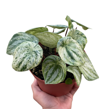 Peperomia &