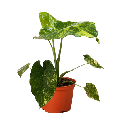 Philodendron Burle Marx Albo