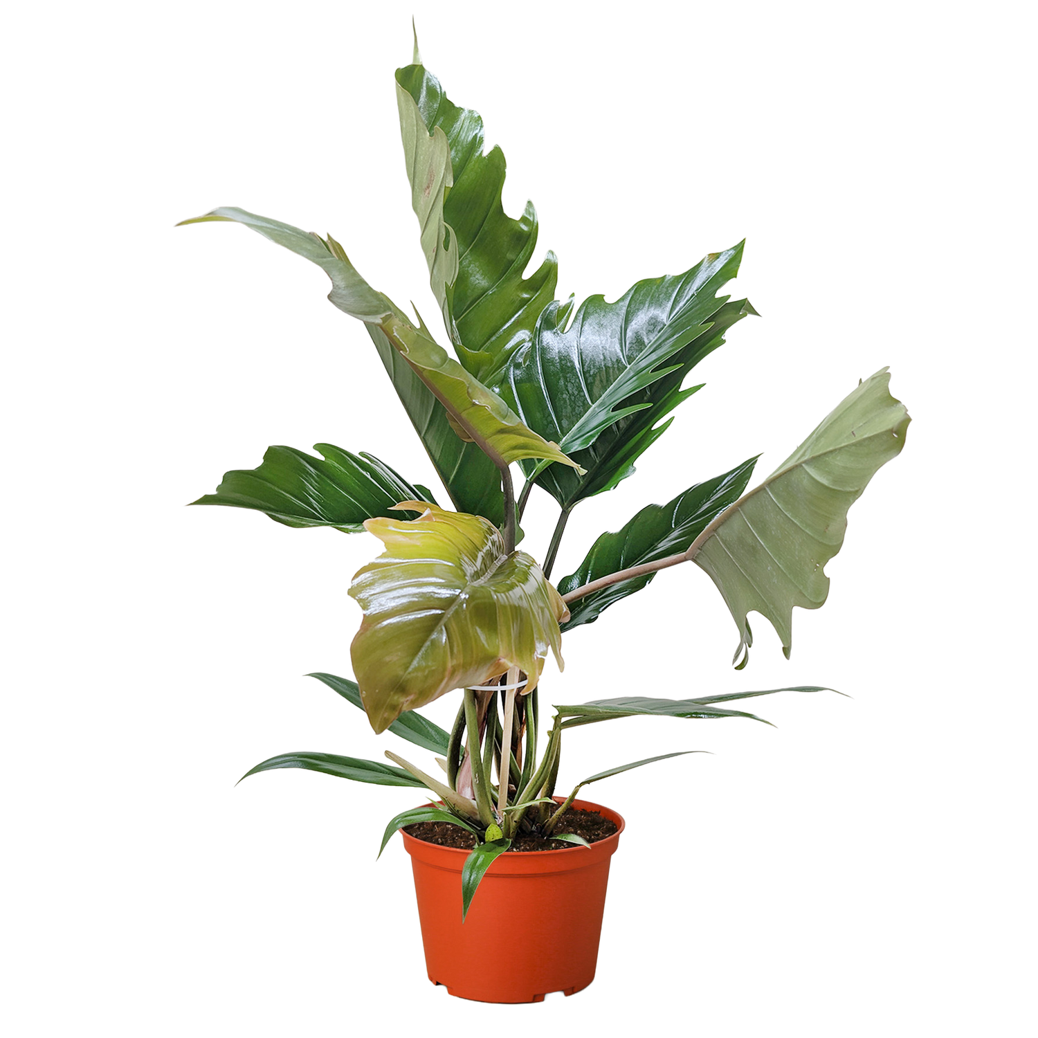 Philodendron Choco Empress