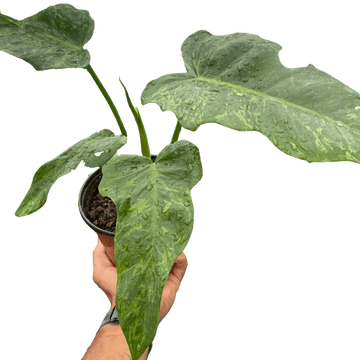 Philodendron &