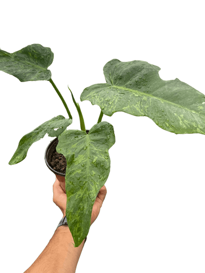 Philodendron &