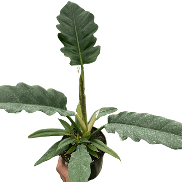Philodendron &