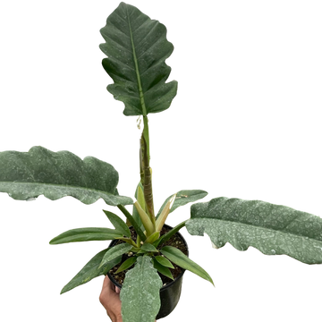 Philodendron &