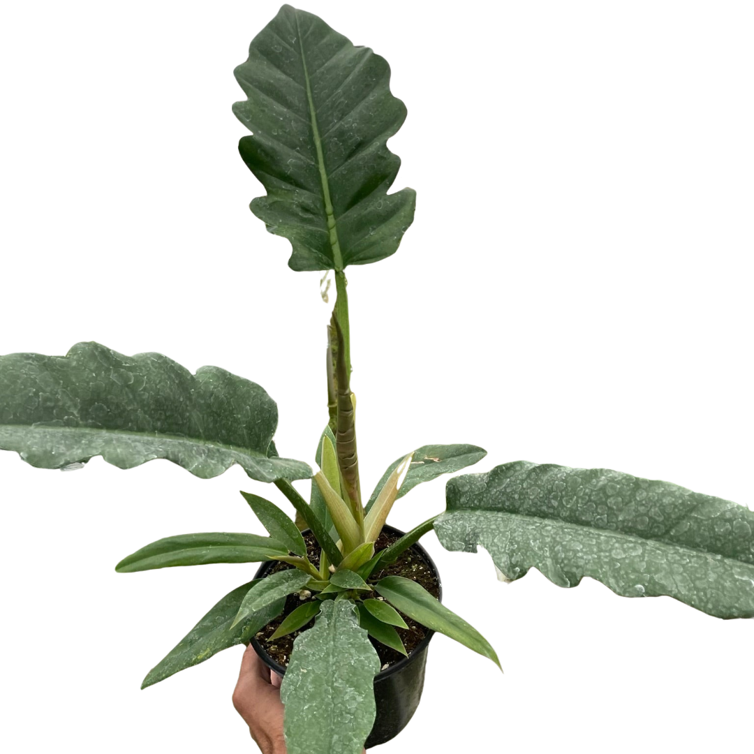 Philodendron &